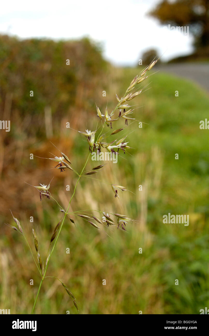 False Oat-grass, Arrhenatherum elatius Banque D'Images