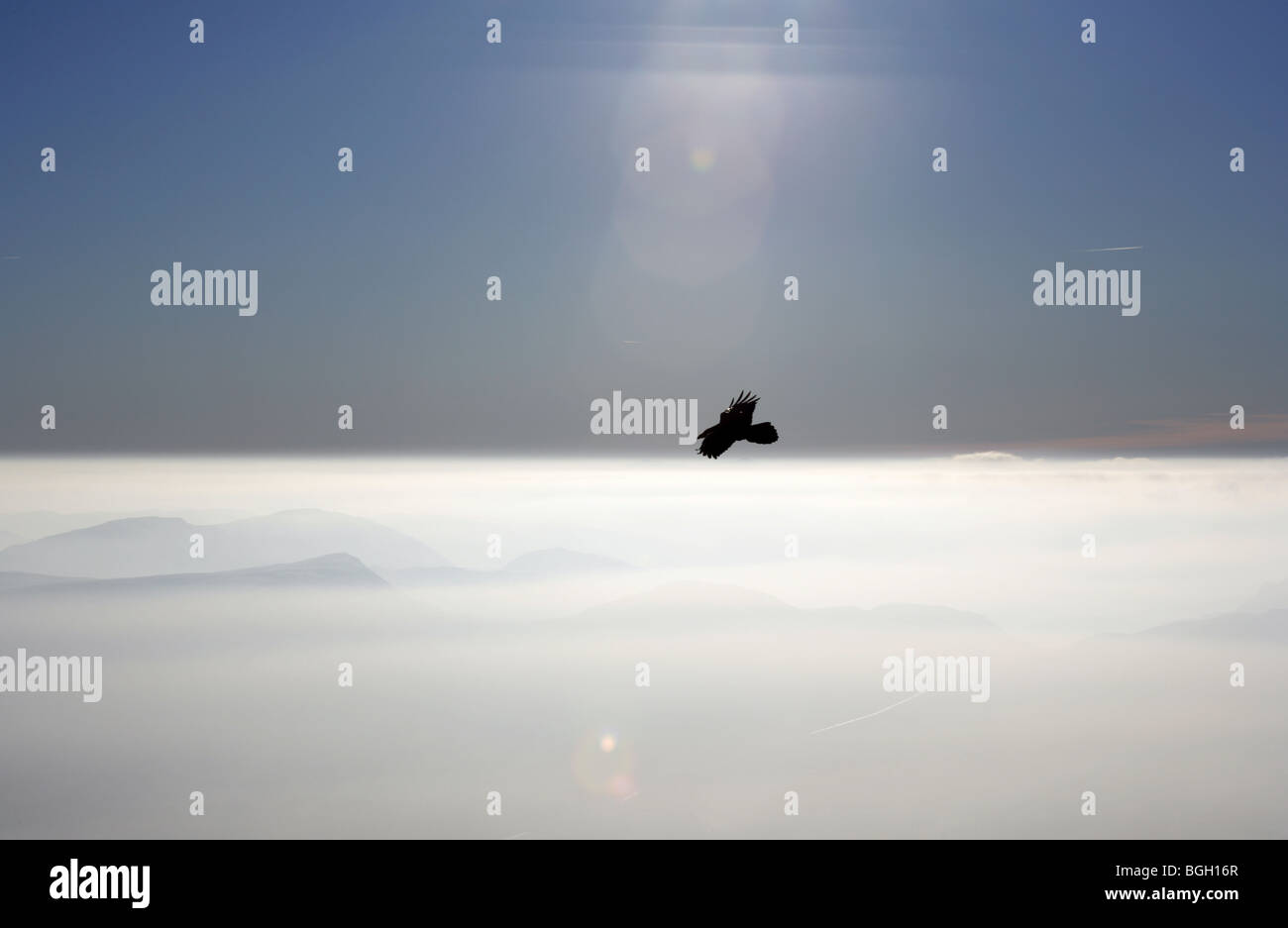 Un corbeau volant au-dessus d'un paysage gallois misty Banque D'Images