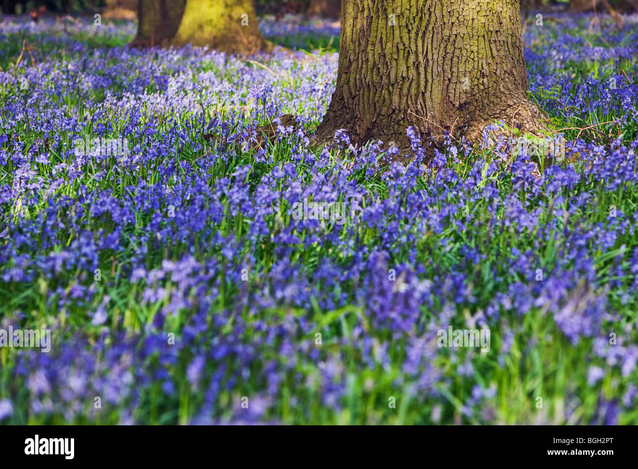 Un tapis de jacinthes (Endymion) Nonscriptus au printemps Hertfordshire UK Banque D'Images