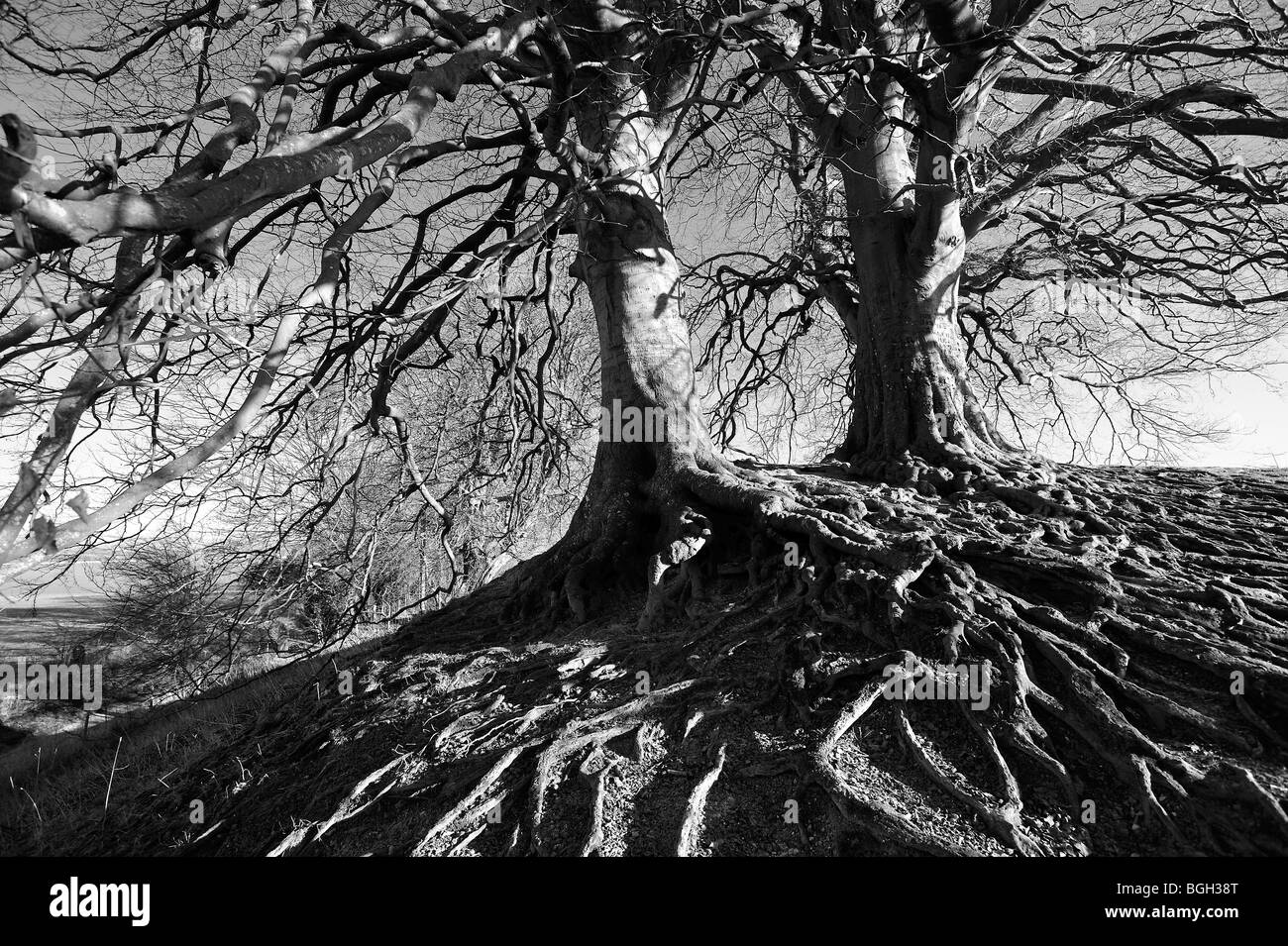De vieux arbres à Avebury Wiltshire Averbury Banque D'Images