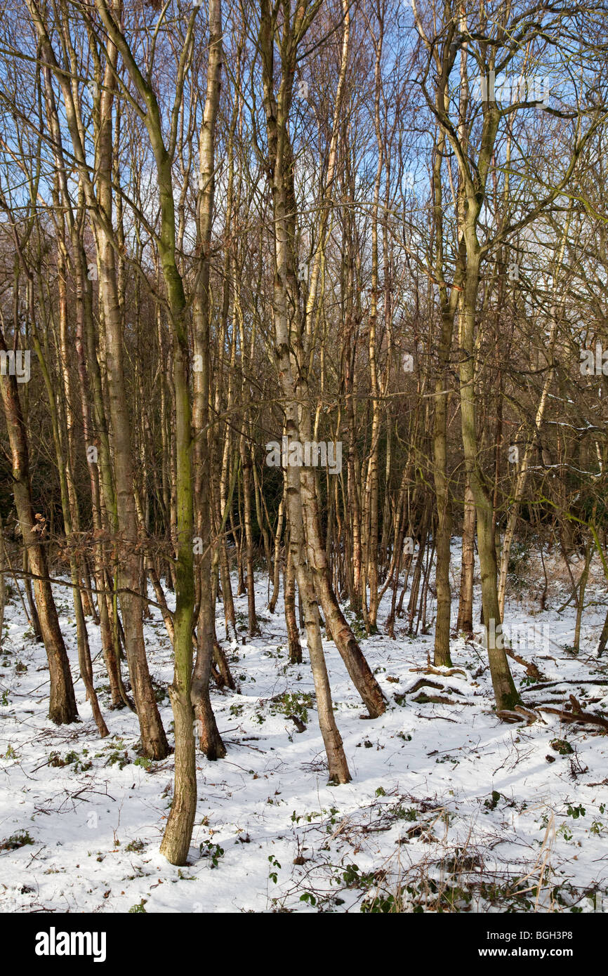 Bouleau pubescent (Betula pubescens) Banque D'Images