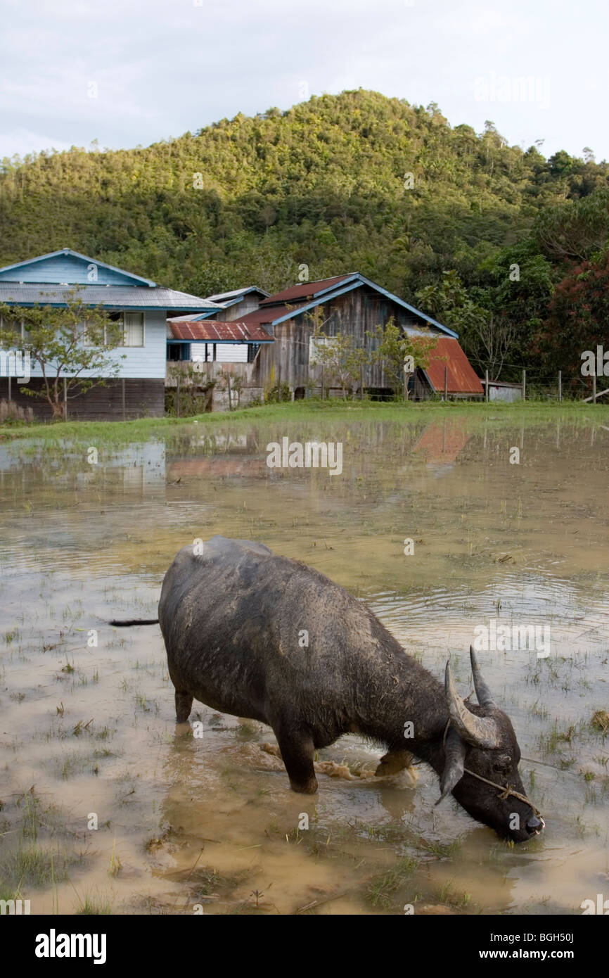Un buffle dans un waterfilled champ de riz mélange le sol par son piétinement autour au Highlands Kelabit au Sarawak à Bornéo. Banque D'Images