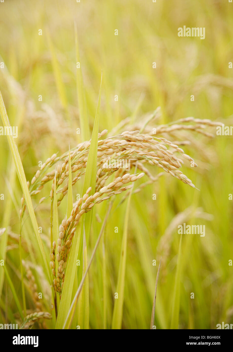 Plants de riz Banque D'Images