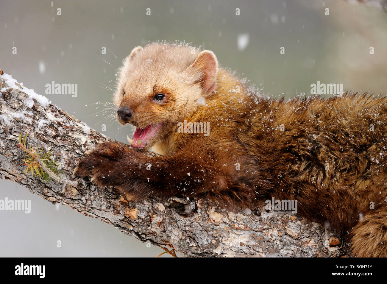 Pin / martre (Martes americana)- en captivité dans l'habitat hivernal, Bozeman, Montana, USA Banque D'Images