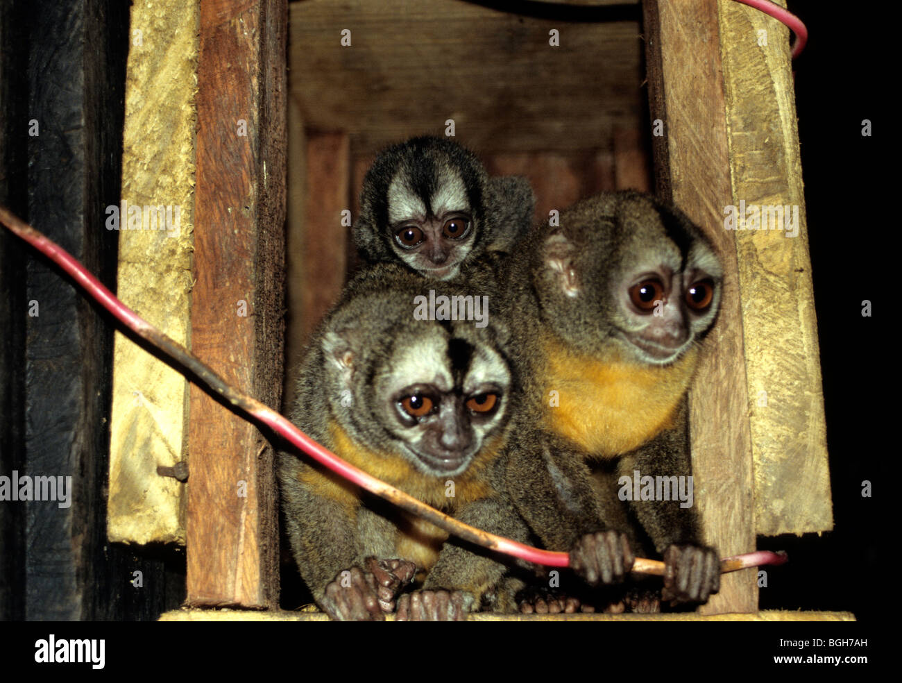 Nuit Red-Necked Monkey (Aotus), Lima, Pérou. Prisonnier Banque D'Images