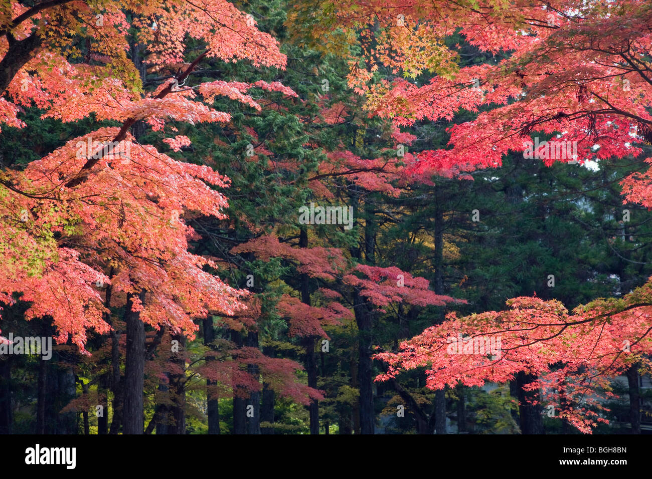 Les arbres d'automne. Koya, préfecture de Wakayama, Japon Banque D'Images