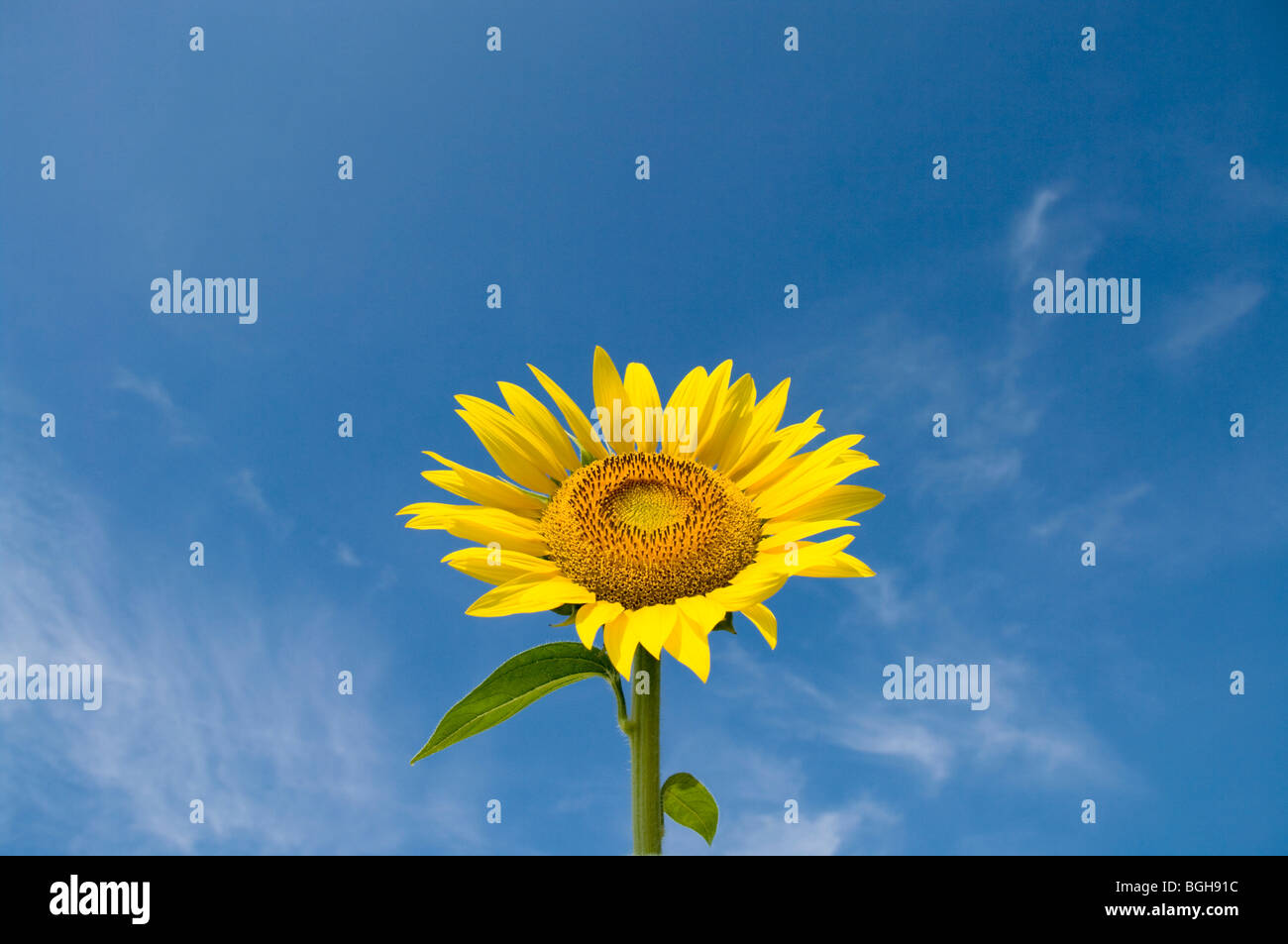 Le tournesol et un ciel bleu Banque D'Images