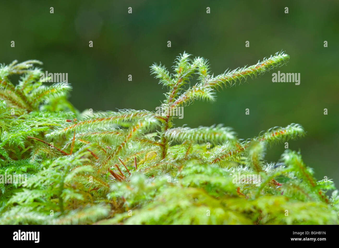 Macro close up extraordinaire de sphaigne luxuriant en forme incroyable tourné dans une forêt en hiver en Ecosse Banque D'Images