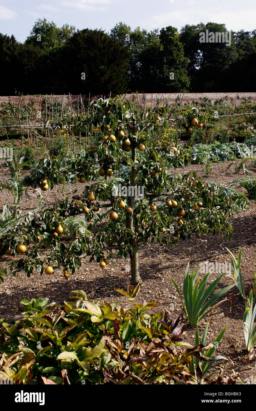 ESPALIER POIRE DANS LE JARDIN CLOS VICTORIEN Banque D'Images