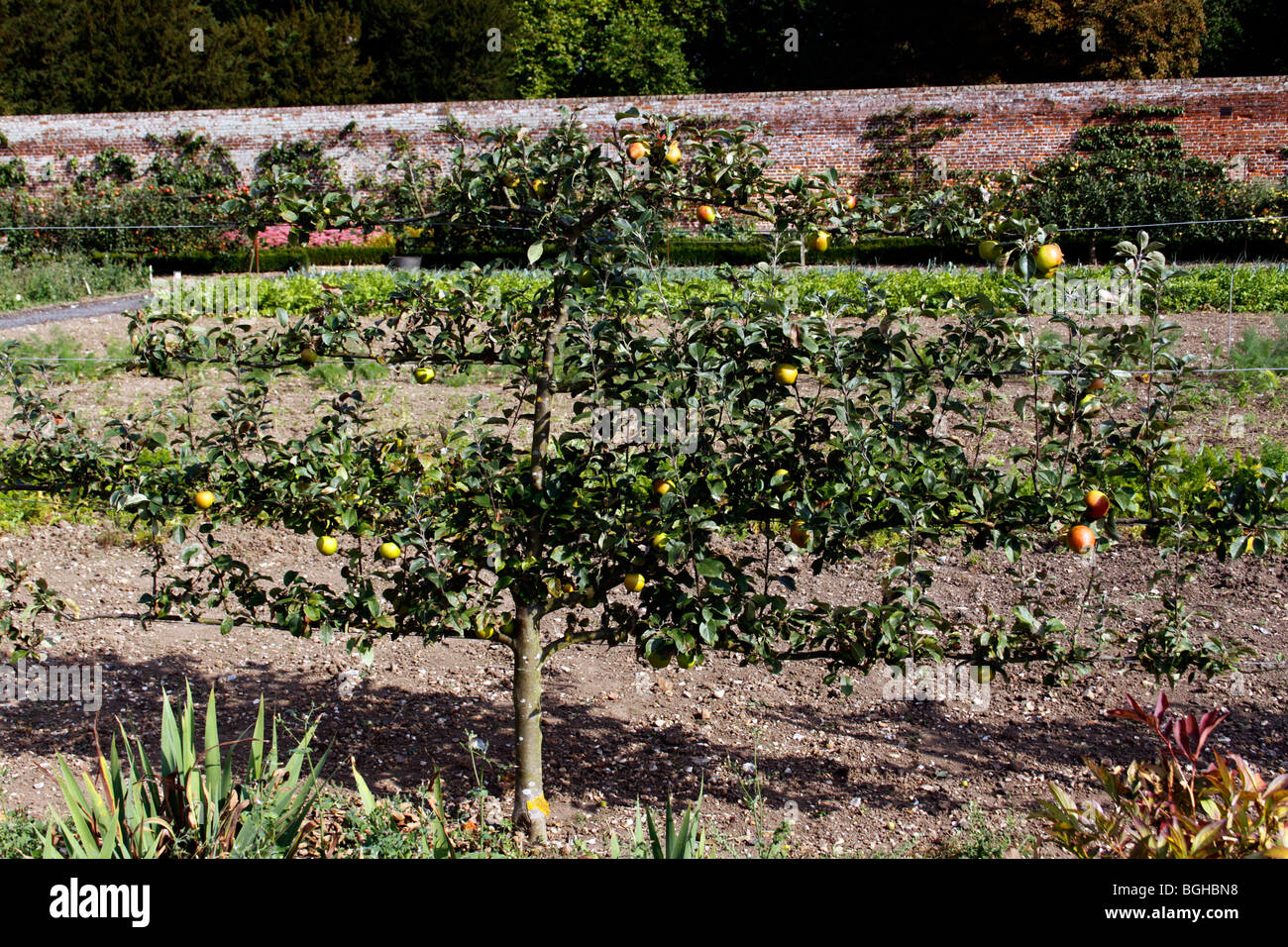 ESPALIER POMMIER DANS UN JARDIN CLOS VICTORIEN Banque D'Images