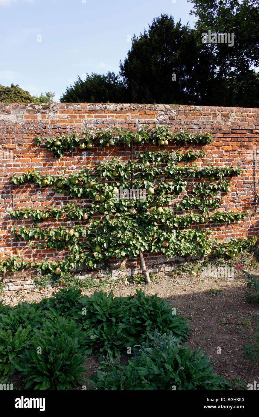 L'ESPALIER Pear Tree dans un jardin clos victorien. Banque D'Images