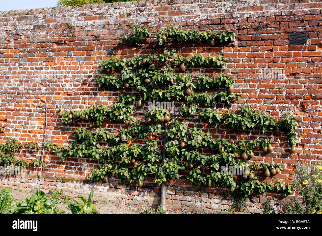 ESPALIER POIRE DANS LE JARDIN CLOS VICTORIEN Banque D'Images