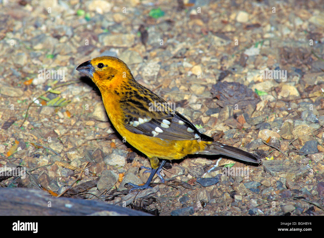 Gros-bec jaune Banque D'Images
