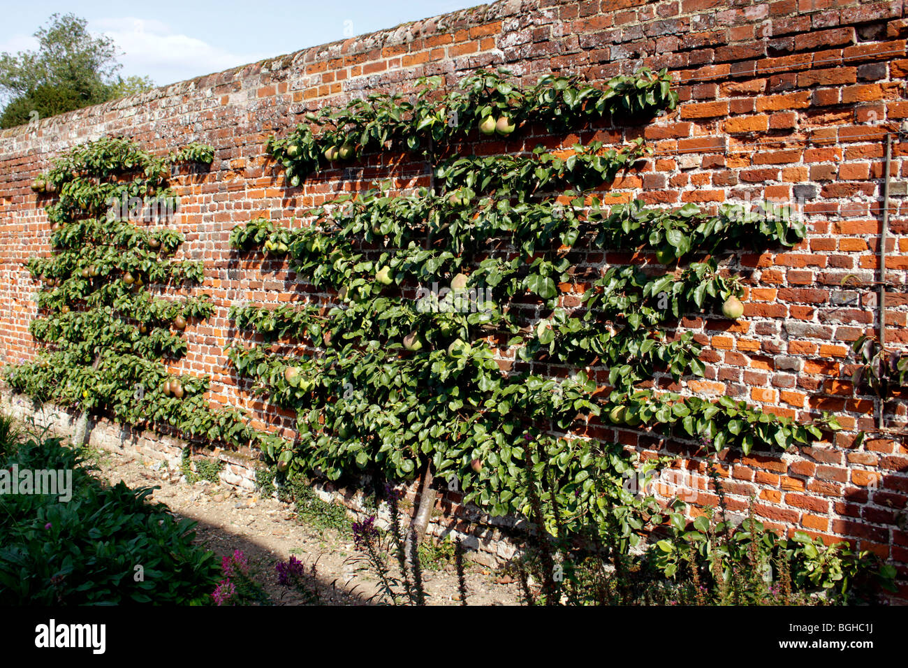 L'ESPALIER Pear Tree dans un jardin clos victorien. Banque D'Images