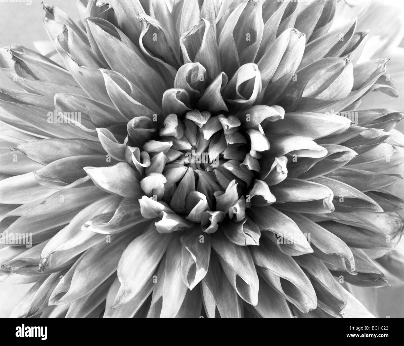 WASHINGTON - Dahlia fleur en pleine floraison. Banque D'Images