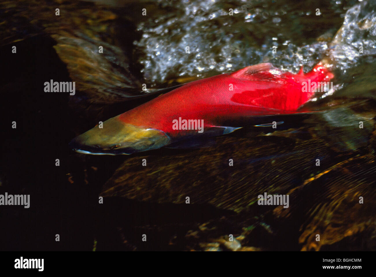 Le frai du saumon rouge (Oncorhynchus nerka) exécuter, les poissons remontant le courant, revenir frayer, Adams River, Colombie-Britannique, Canada Banque D'Images