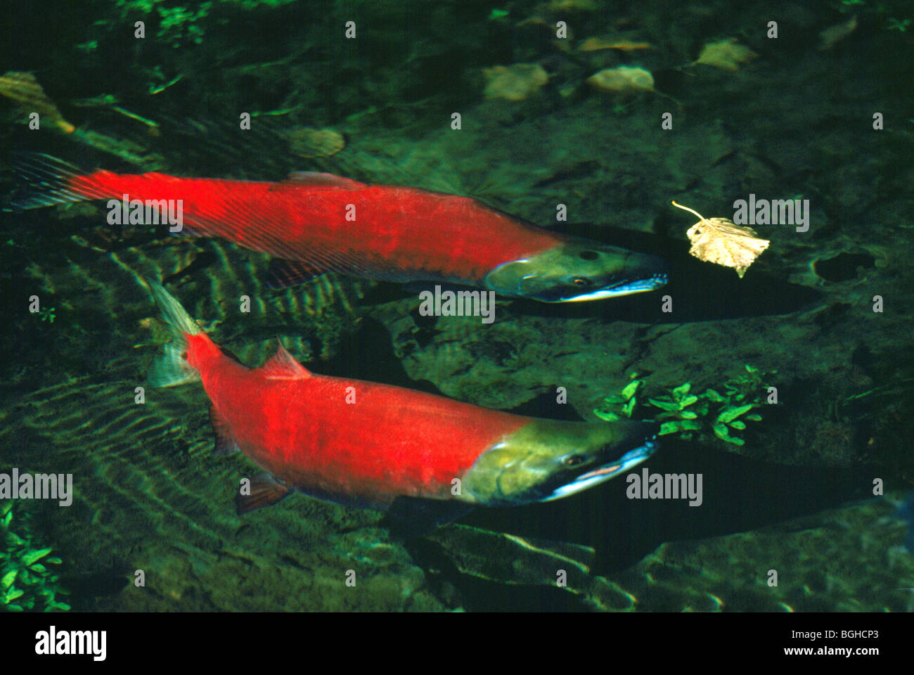 Le frai du saumon rouge (Oncorhynchus nerka) exécuter, les poissons remontant le courant, revenir frayer, Adams River, Colombie-Britannique, Canada Banque D'Images