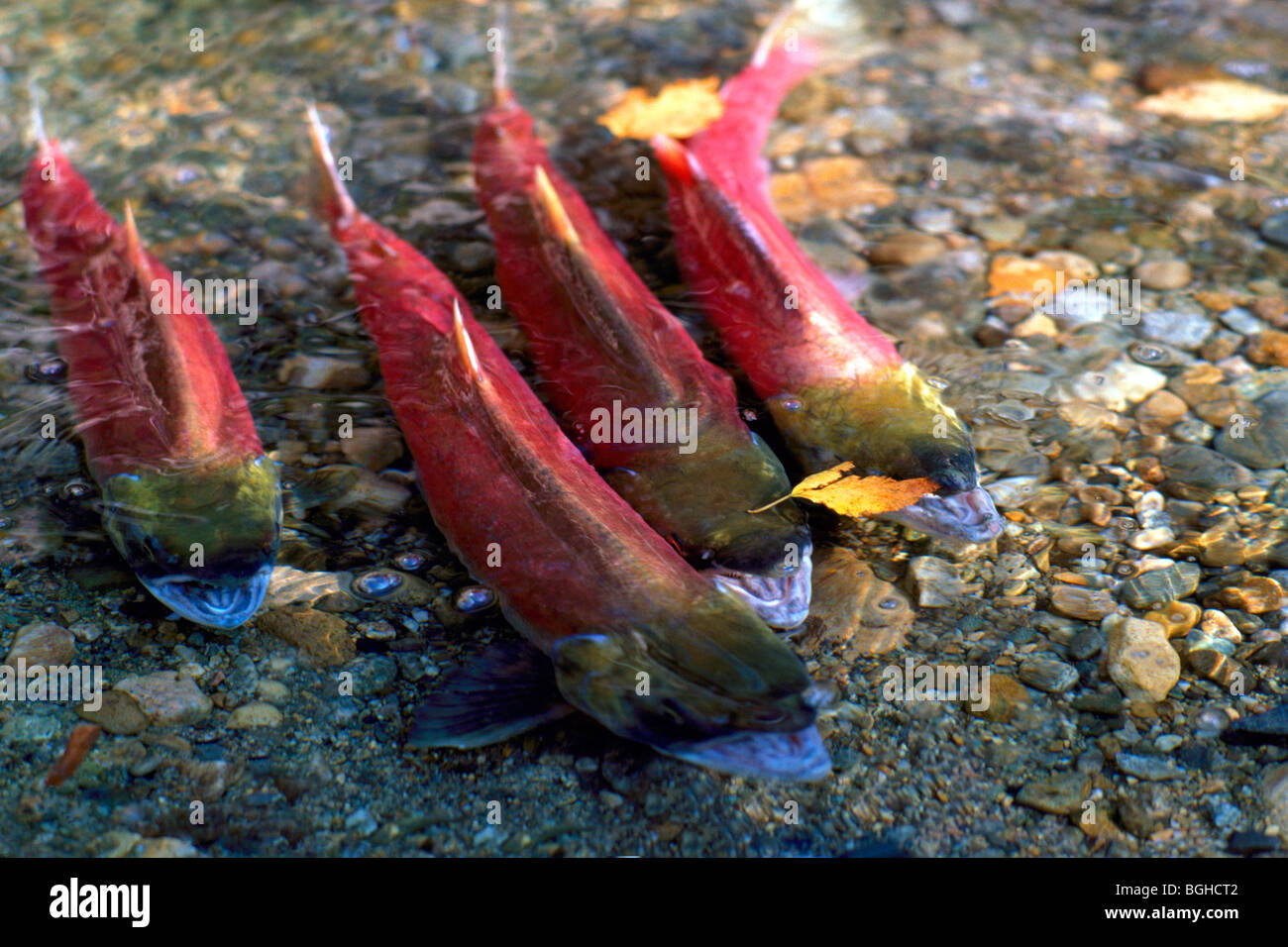 Le frai du saumon rouge (Oncorhynchus nerka) exécuter, les poissons remontant le courant, revenir frayer, Adams River, Colombie-Britannique, Canada Banque D'Images