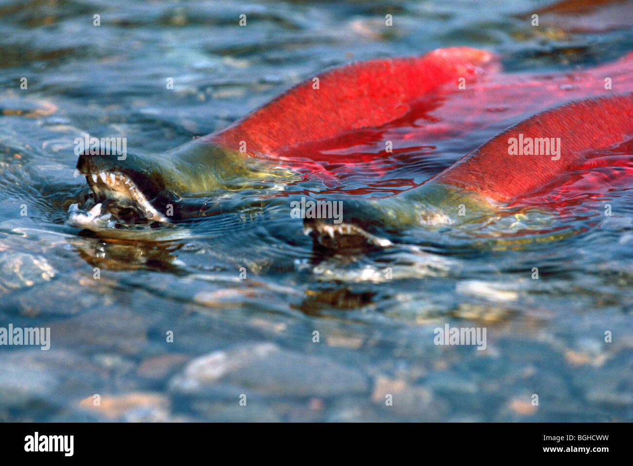 Le frai du saumon rouge (Oncorhynchus nerka) exécuter, les poissons remontant le courant, revenir frayer, Adams River, Colombie-Britannique, Canada Banque D'Images