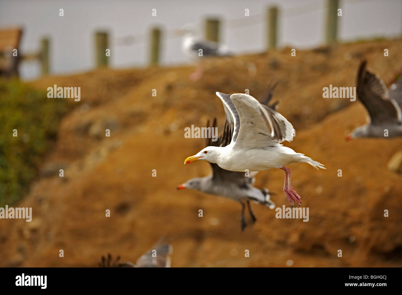 Mouettes sur une plage dans le sud de la Californie Banque D'Images