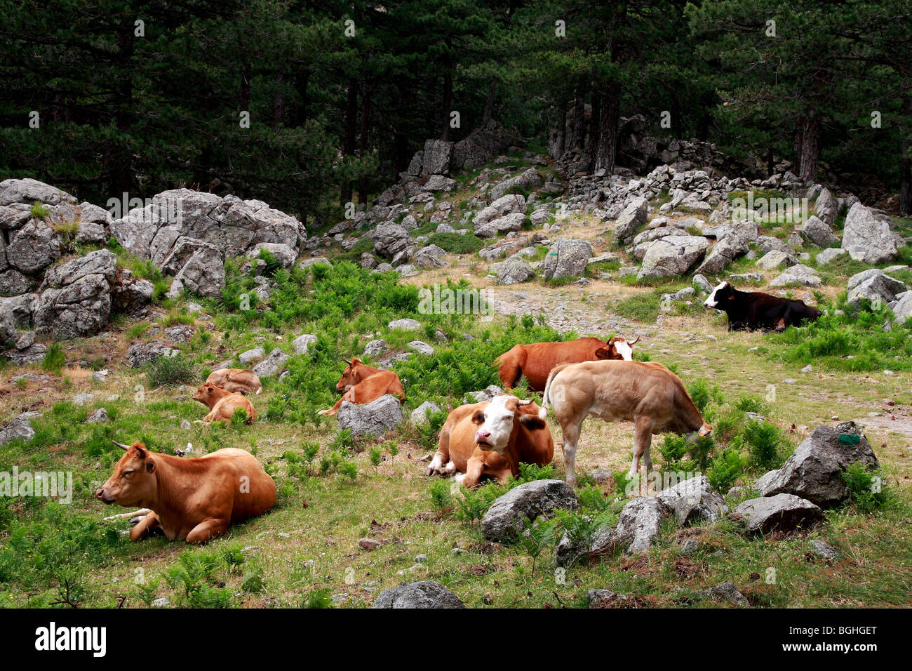 Vaches libres de passer la Bavella en Corse. France Banque D'Images
