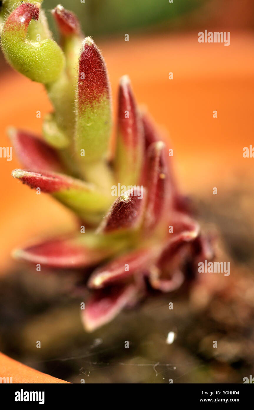 Houseleek Sempervivum - Liveforever Banque D'Images