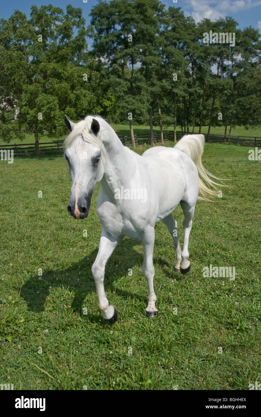 Stock photo d'un cheval arabe blanc en trois quarts de point de vue. Banque D'Images