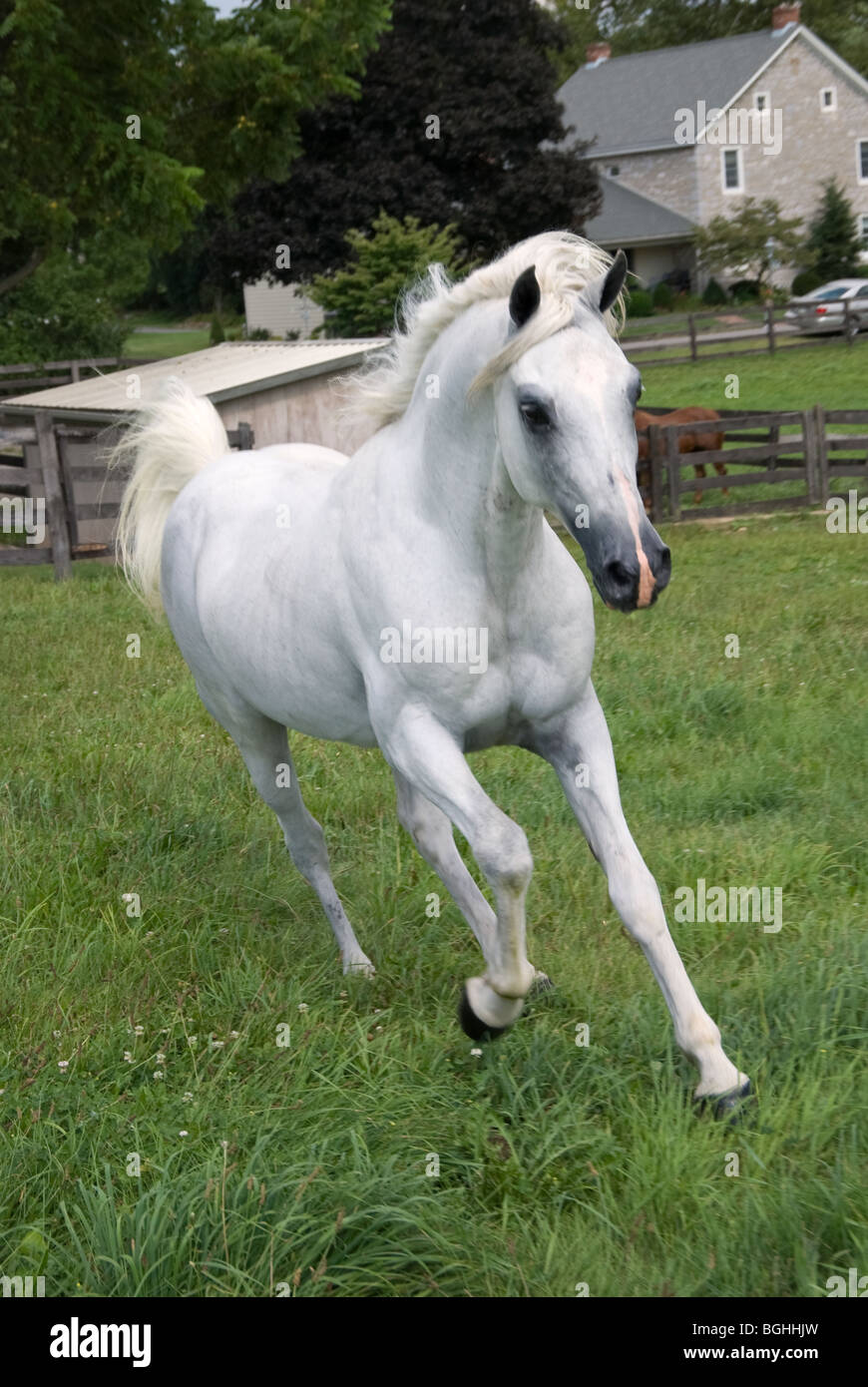 Stock photo de cheval arabe blanc tournant en vert pâturage. Banque D'Images