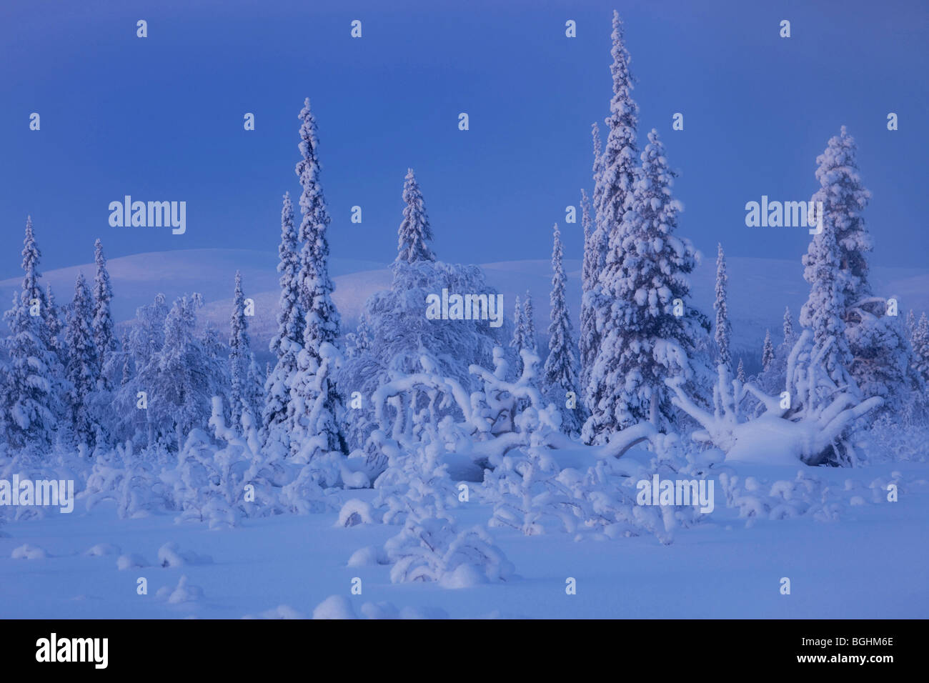 L'hiver dans le Parc National Urho Kekkonen, Laponie, Finlande Banque D'Images
