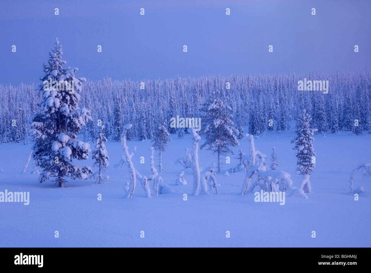 La forêt couverte de neige dans le Parc National Urho Kekkonen, Finlande Banque D'Images