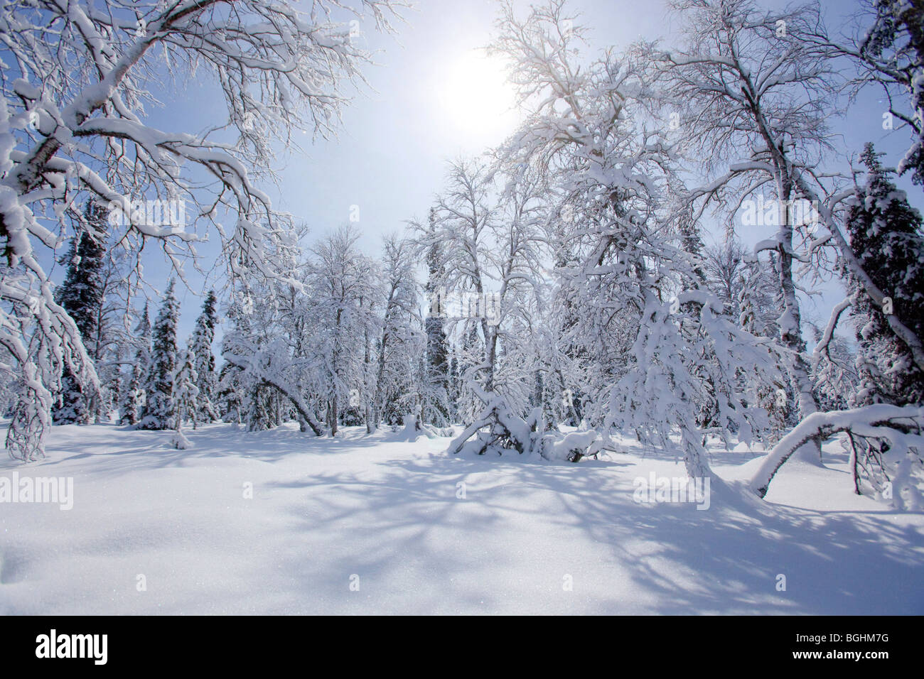 Le Parc National Urho Kekkonen, Finlande. Désert de Korvatunturi - où le Père Noël vit Banque D'Images