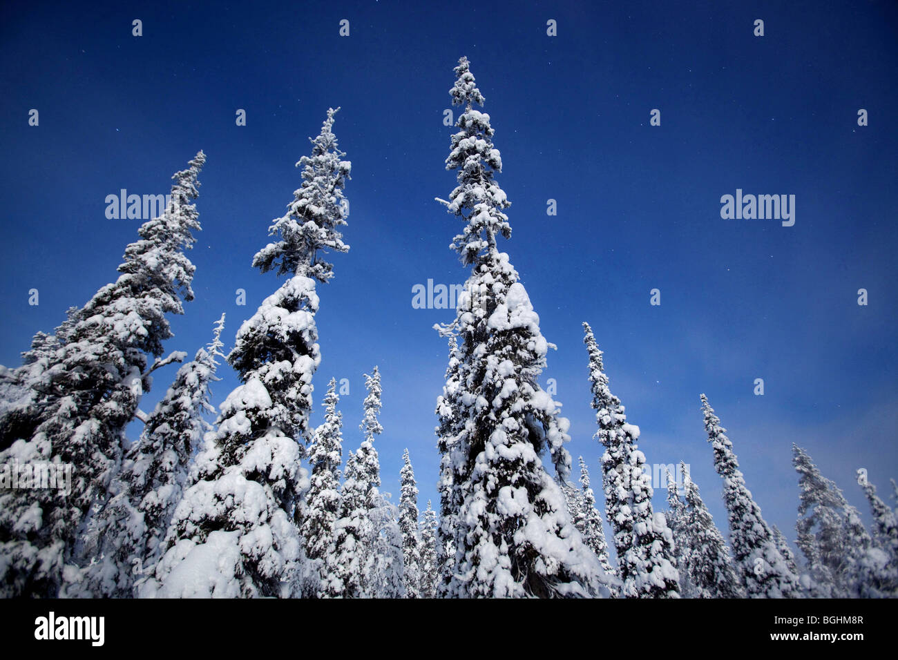 Forêt de sapins dans le Parc National Urho Kekkonen, Finlande Banque D'Images