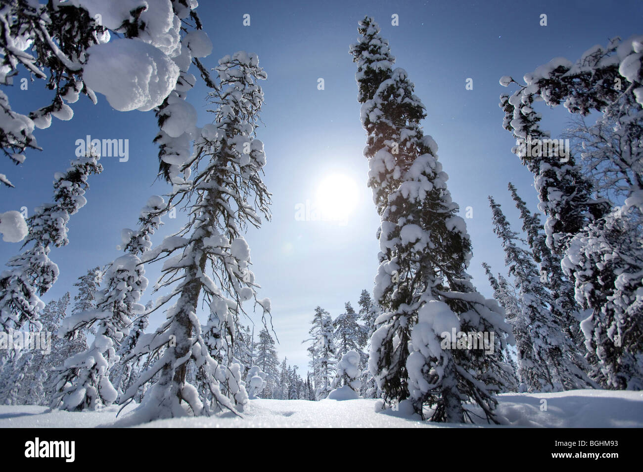 L'hiver dans le Parc National Urho Kekkonen, Finlande Banque D'Images