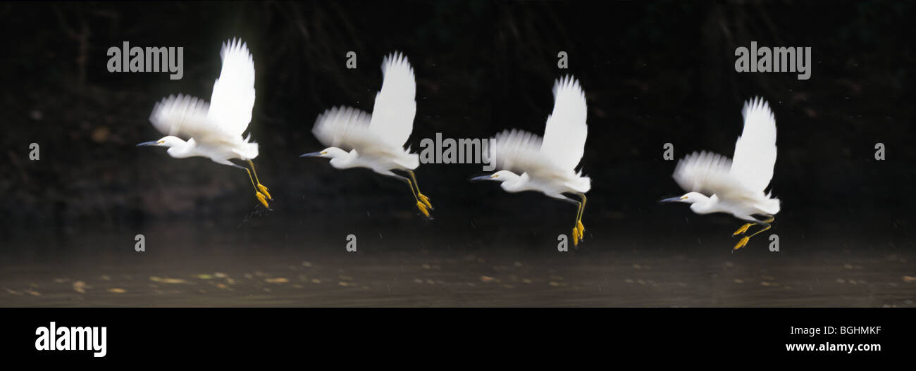 Une grande aigrette vole à basse altitude au-dessus d'un étang de la forêt à la recherche de petits poissons Banque D'Images