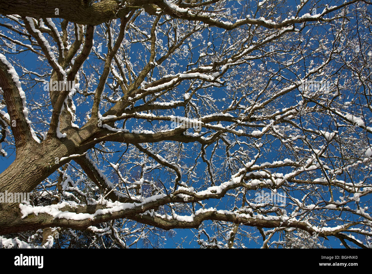 La neige a couvert les branches d'arbres contre le ciel bleu Banque D'Images