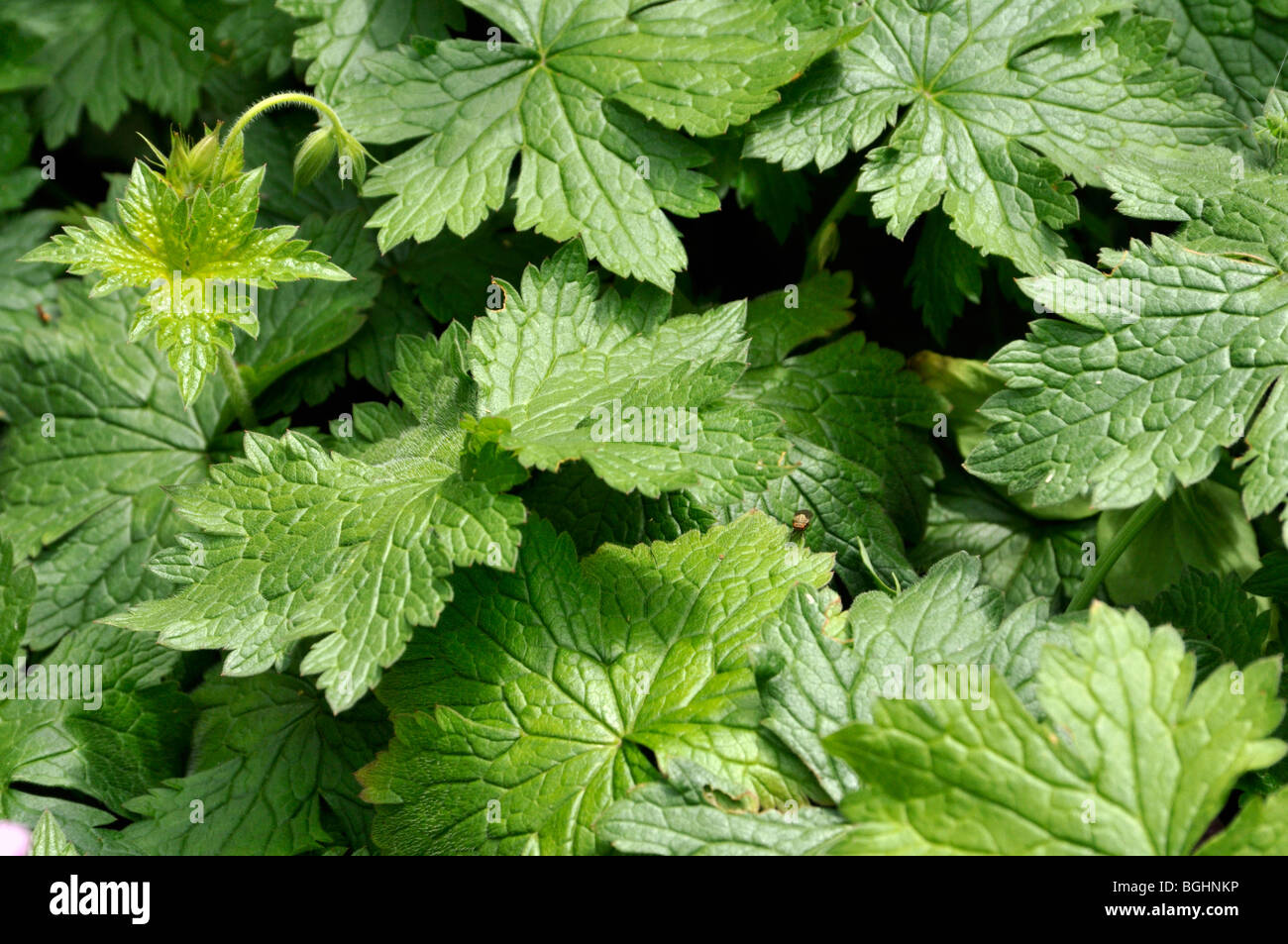 Geranium x oxonianum 'CLARIDGE - Hardy Géranium Druce' Banque D'Images