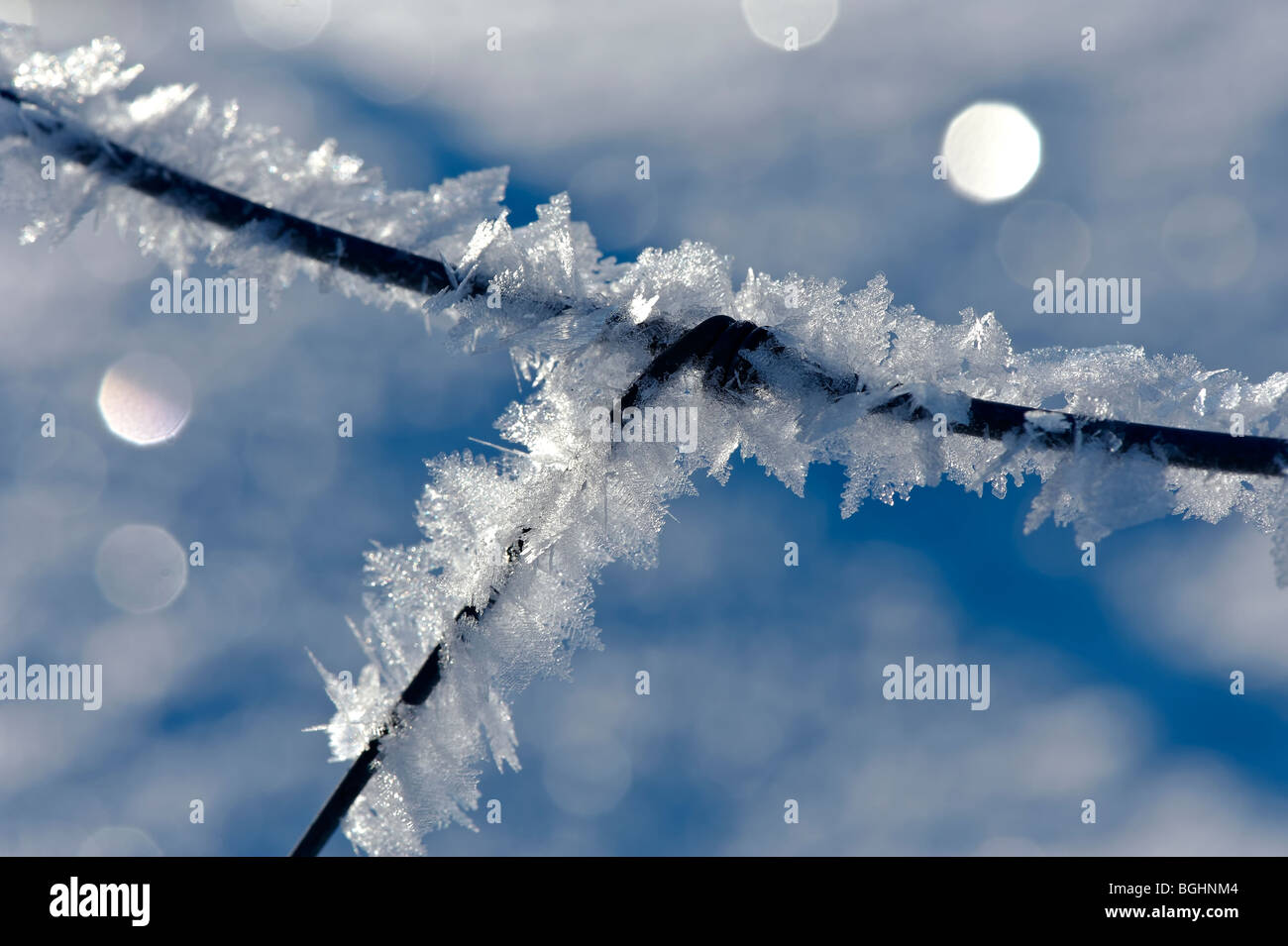 Grillage recouvert de cristal de neige Banque D'Images