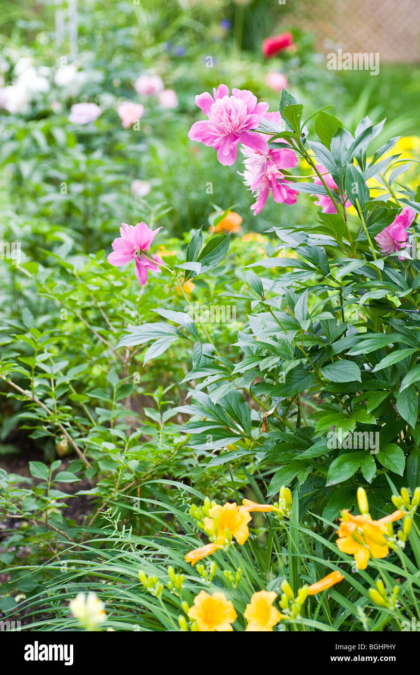 Un jardin sauvage plein de verdure, se concentrer sur une grappe de fleurs de pivoine rose. Banque D'Images