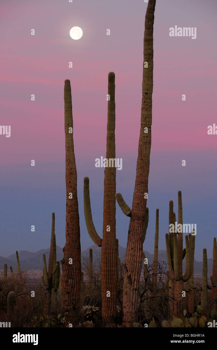 Cactus Saguaro (Carnegiea gigantea) et une lune bleue, Saguaro National Park, désert de Sonora, Tucson, Arizona, USA. Banque D'Images