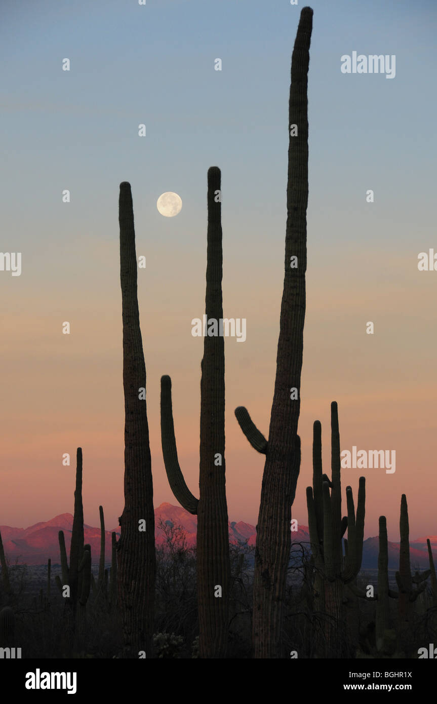 Cactus Saguaro (Carnegiea gigantea) et une lune bleue, Saguaro National Park, désert de Sonora, Tucson, Arizona, USA. Banque D'Images