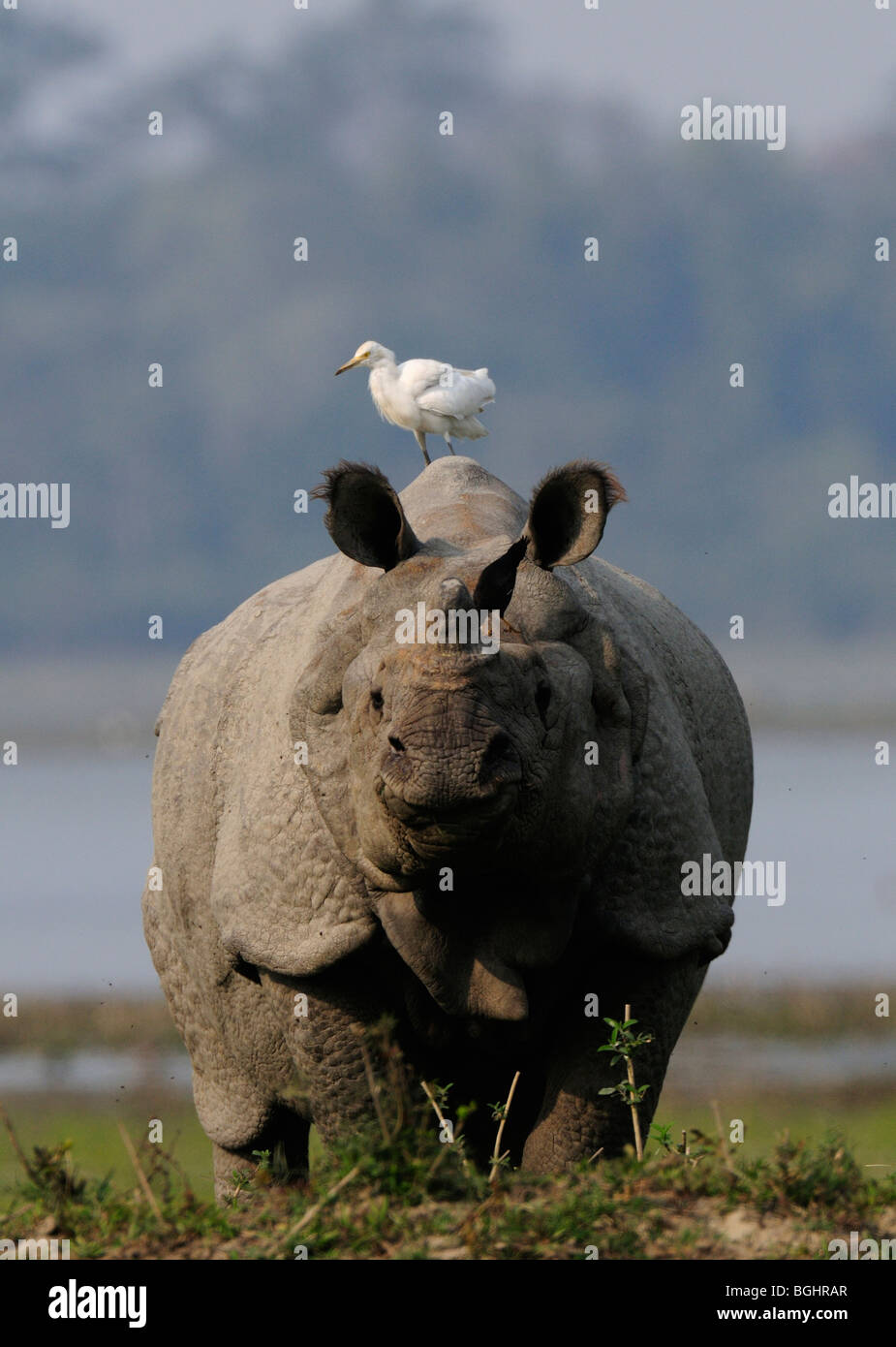 Un rhinocéros unicornes indiens Banque D'Images