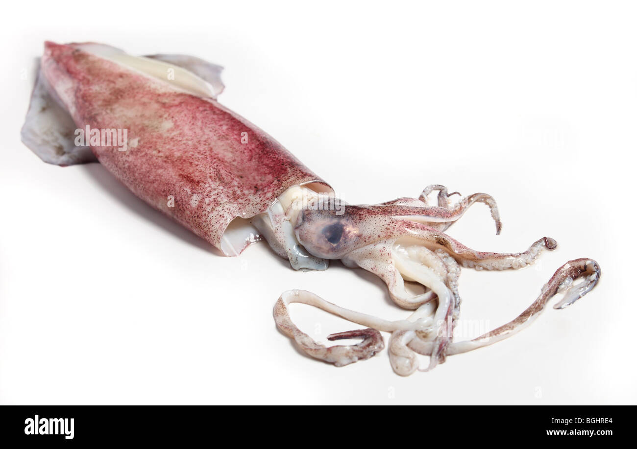 Les trois-quarts-de vue d'un squid Banque D'Images