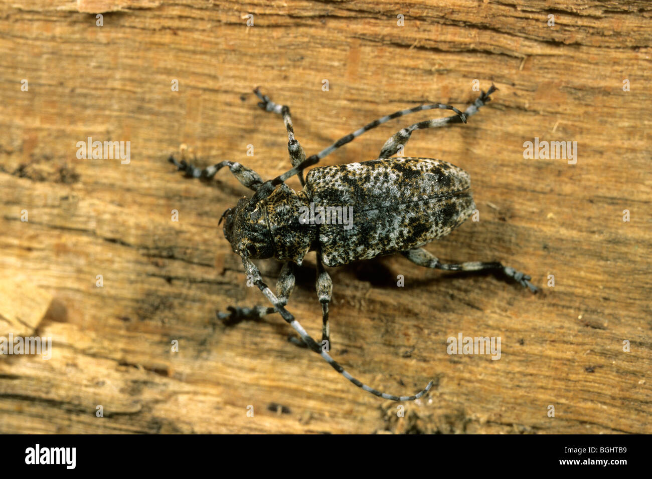 Longhorn Beetle (Aegomorphus clavipes, Acanthoderes clavipes), femme sur bois de hêtre. Banque D'Images