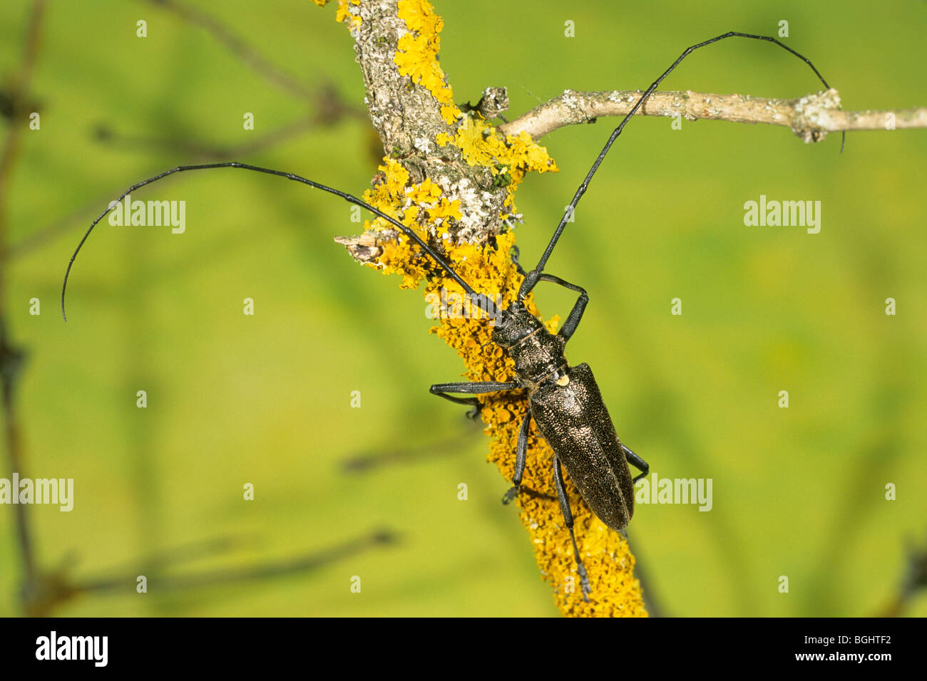 Longhorn Beetle (Monochamus sartor), homme de lichens-covered. Banque D'Images