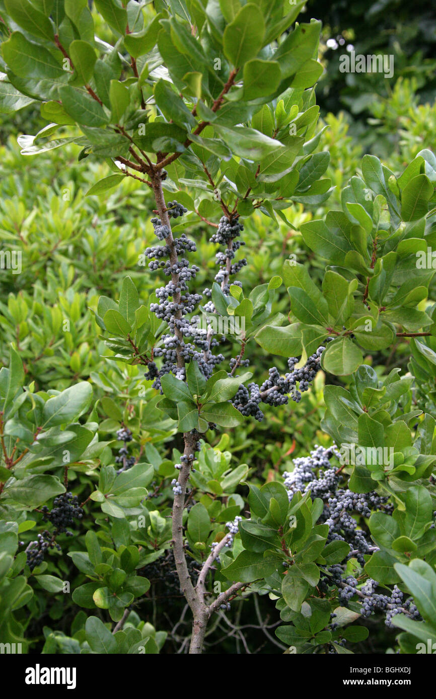 Northern Bayberry, Myrica pensylvanica, Myricaceae, Nord-Est des Etats-Unis, en Amérique du Nord Banque D'Images