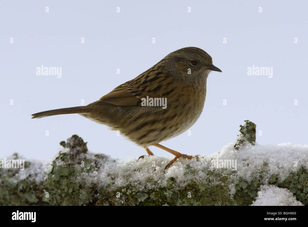 Nid sur la branche couverte de neige Banque D'Images