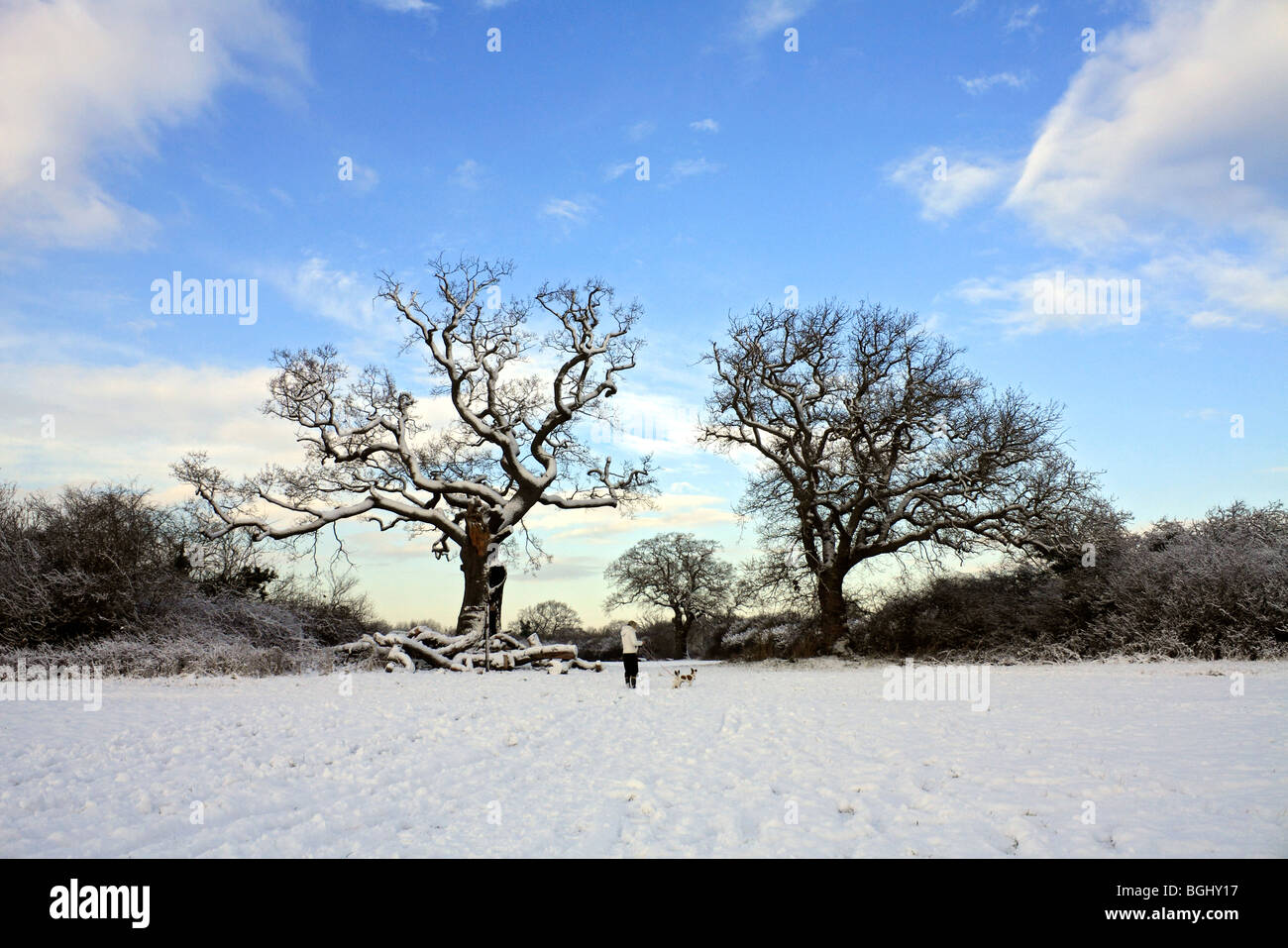 Neige de l'hiver au cour Tolworth Farm, à Kingston, Surrey, Angleterre, Royaume-Uni. Janvier 2010 Banque D'Images