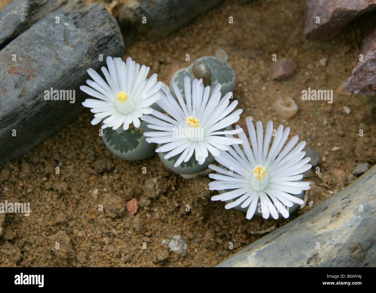 Pierres vivantes, Lithops Aizoaceae, salicola, Namibie, Botswana et Afrique du Sud Banque D'Images