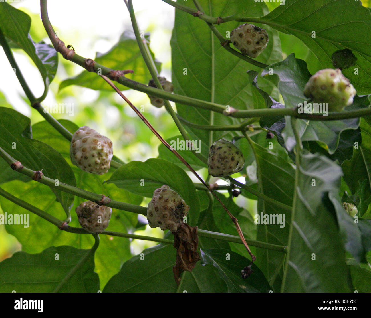 Tahitian Noni ou Indian Mulberry, Morinda citrifolia, Rubiaceae, Malesian du Nord et des Caraïbes, de l'Australie. Banque D'Images