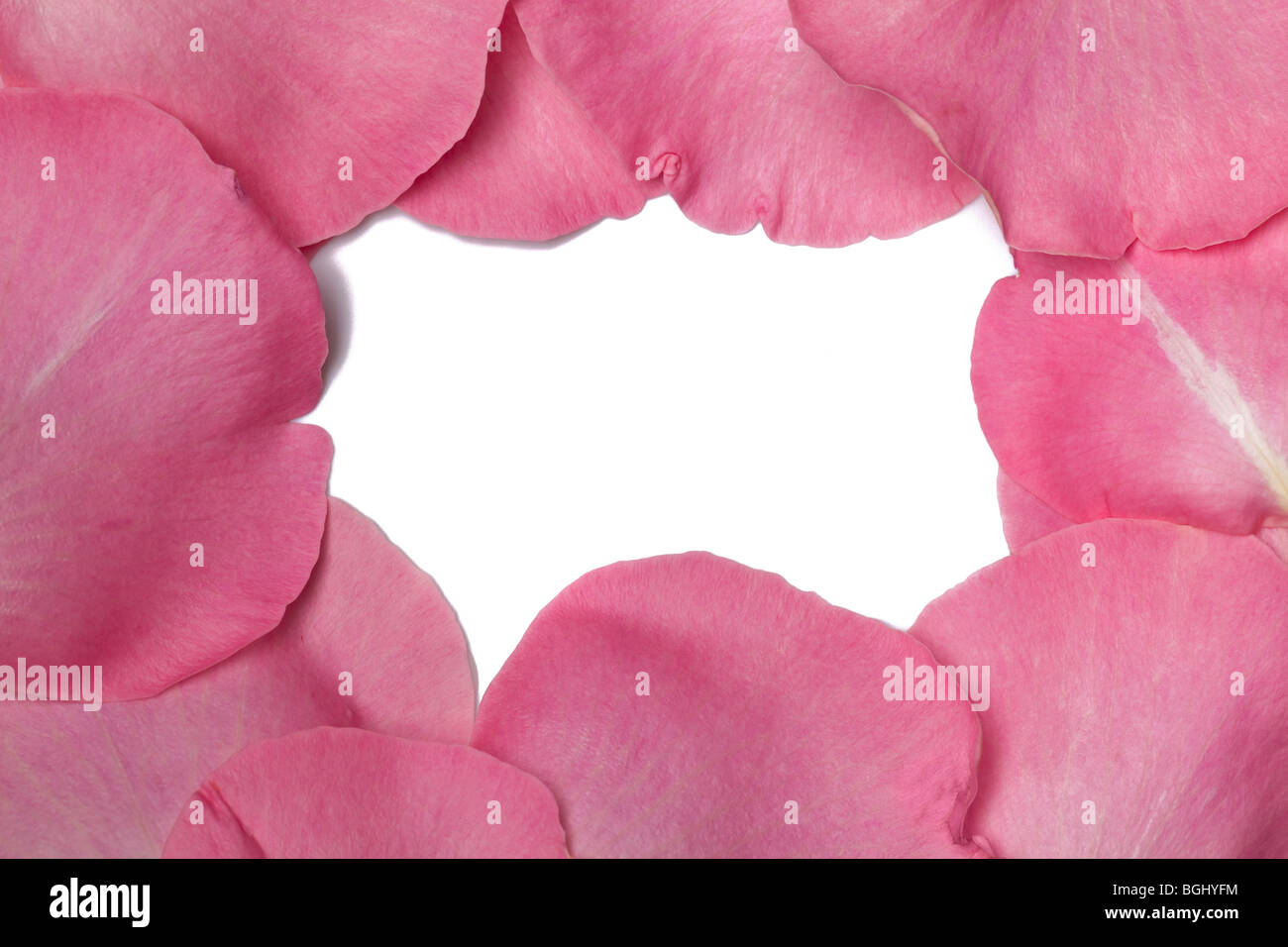 Les pétales de roses frais roses disposés dans un modèle d'arrière-plan Banque D'Images